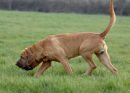Fergus enjoying his hunting at home.